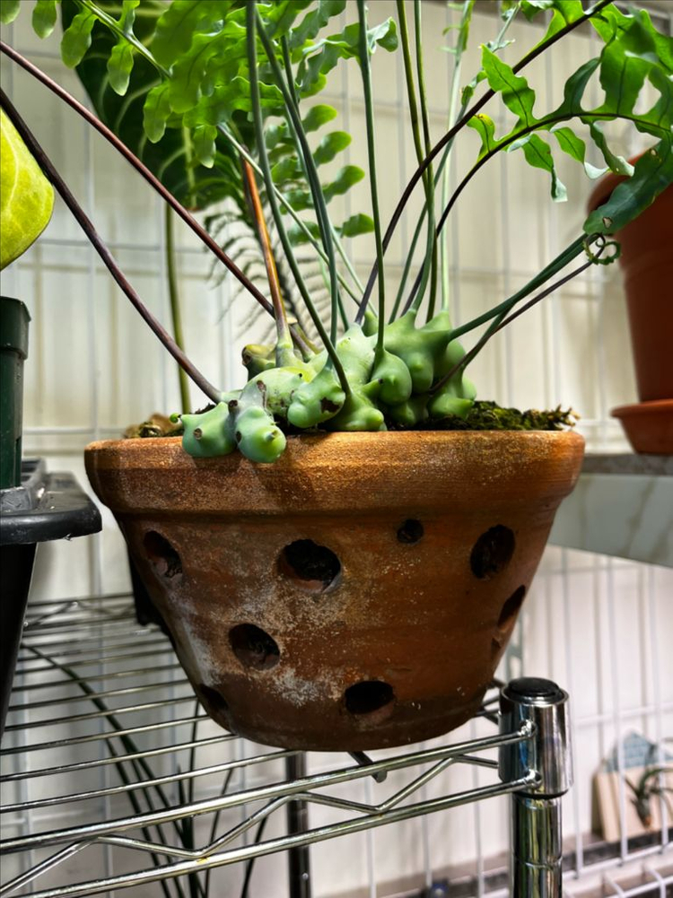 청포도개미 고사리 (lecanopteris deparioides) 분양 이미지