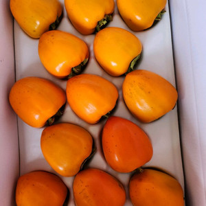 연말세일 달고 찰진 영암 대봉감 선물용