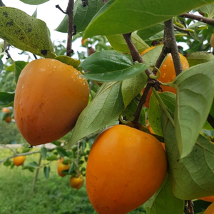 달고 찰진 유명한 영암 금정 대봉감 선물용 연말세일