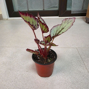 베고니아 심플사이먼 촉나누기 하지않았습니다