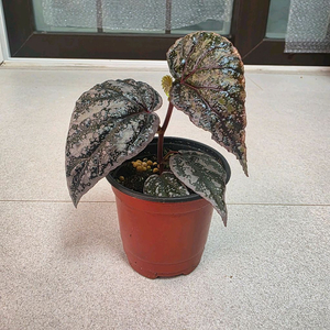 베고니아 사리케이 핑크