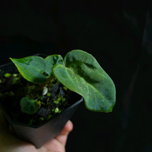 안스리움 칼라블랙키 베쎄aff 셀렉