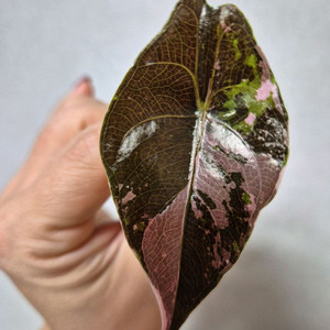 알로카시아 찬트리에 바리에가타<알로 안스x>