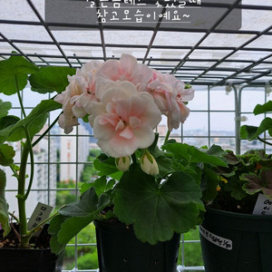 살몬콤테스제라늄