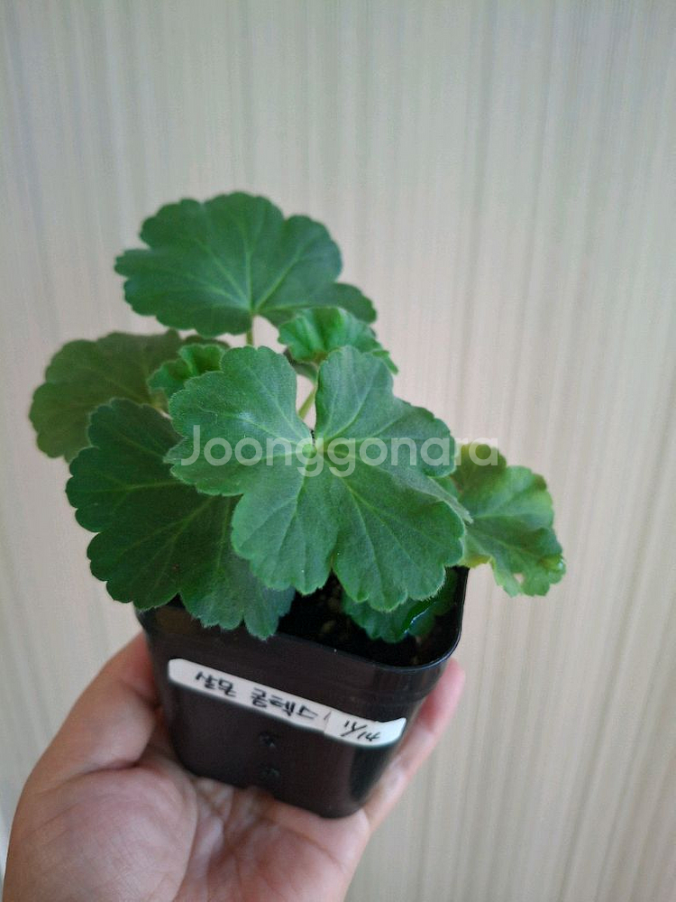 살몬콤테스제라늄--1