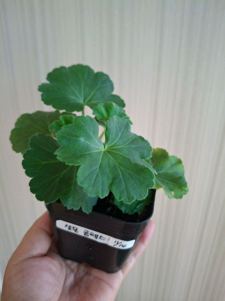 살몬콤테스제라늄--1