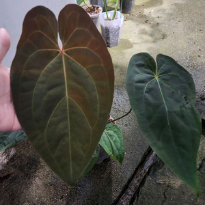 안스리움 크라운나이프