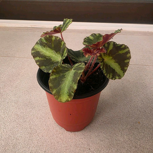 베고니아 클레오파트라 개체수나누지않았습니다