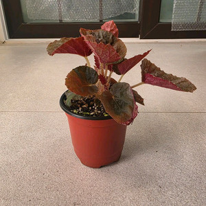 베고니아 마다가스카르 개체수나누지않았습니다