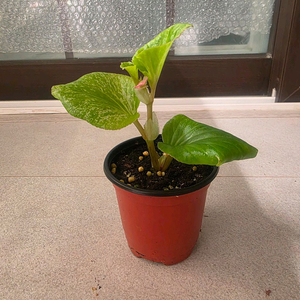 베고니아 칼라릴리