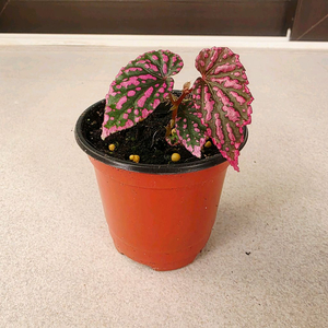 베고니아 네그로센시스