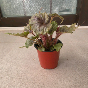 베고니아 카라란스프라이드 개체수나누지않았습니다