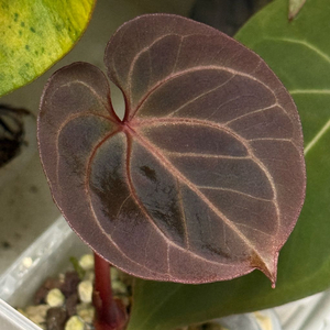 안스리움 레드킹오스 라운드폼