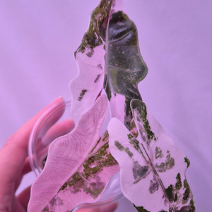 알로카시아 푸세이도핑크 바리에가타(자리빼기)