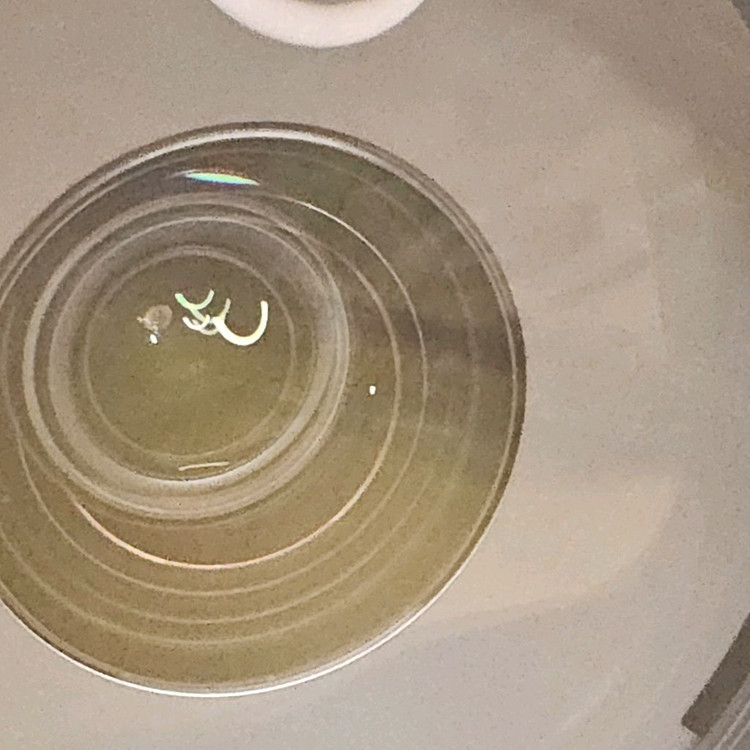 니콘 p1000 이미지