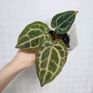 안스리움 레드크리스탈리넘 바리에가타