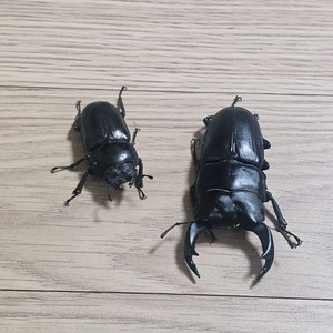왕사슴벌레 암수+곤충젤리40개 이미지