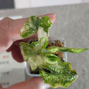 알로카시아 미스틱 분양