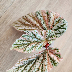 베고니아 스노우캡 바리에가타