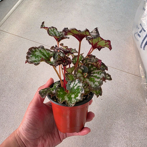 베고니아 쿤비아 개체수나누지않았습니다