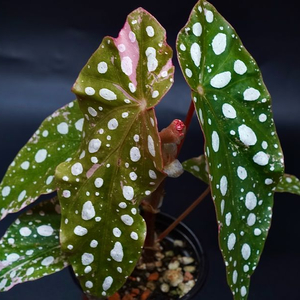 마큘라타 바리에가타