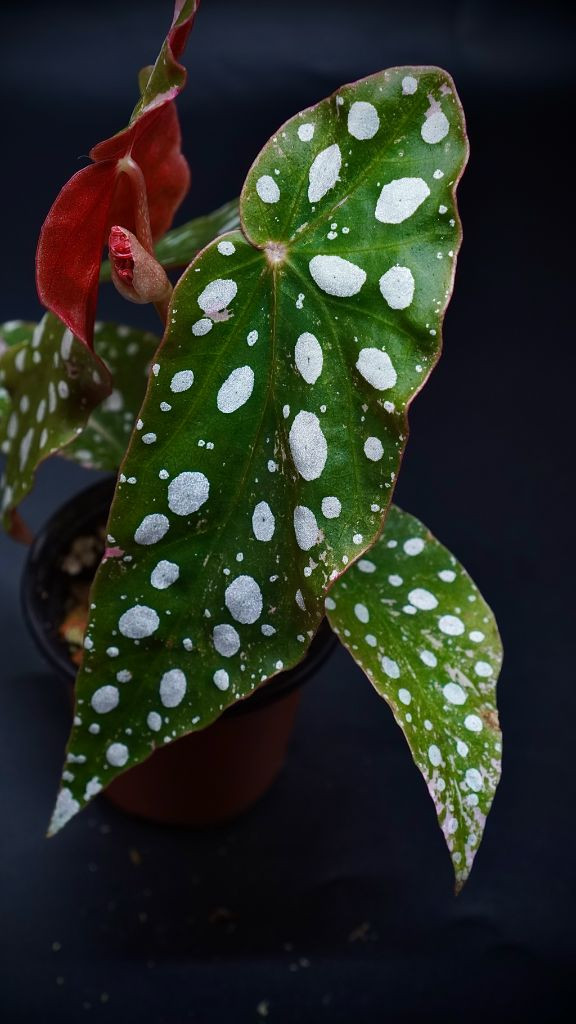 마큘라타 바리에가타--1