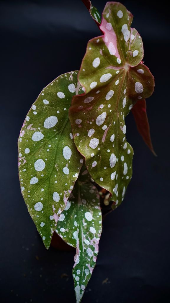 마큘라타 바리에가타--2