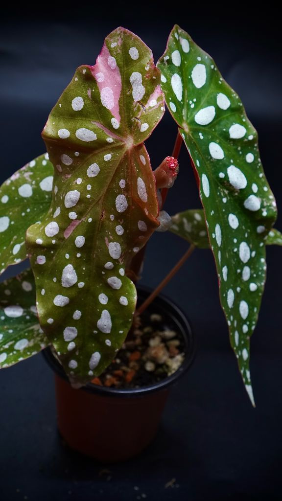 마큘라타 바리에가타--3