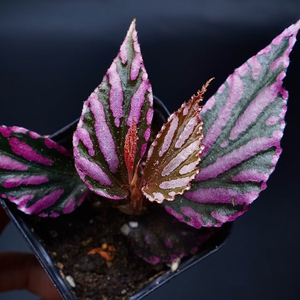 베고니아 줄라우보찌