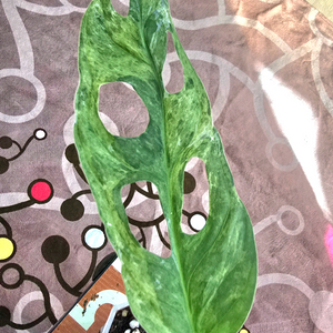 몬스테라 민트아단소니 바리에가타