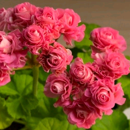 제라늄 잎로맨틱썸 중품