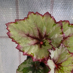 베고니아 라즈베리스웰 개체수나누지않았습니다