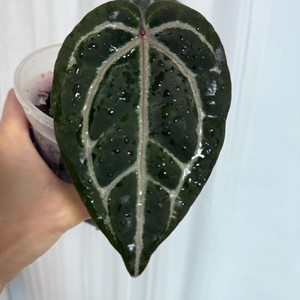 안스리움 자라미쉘/레크