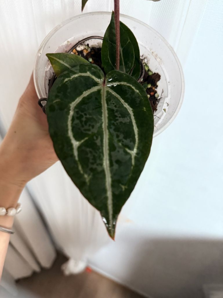 안스리움 자라미쉘/레크--2