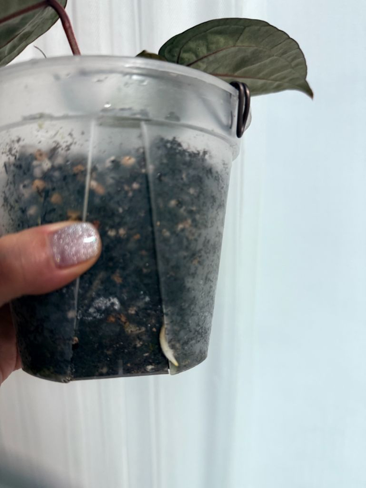 안스리움 자라미쉘/레크--3