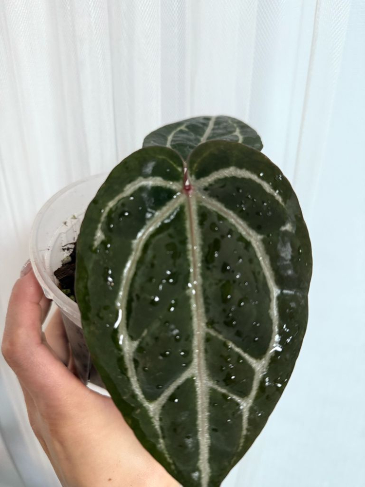 안스리움 자라미쉘/레크--4