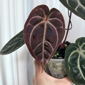 안스리움 레크/베쎄