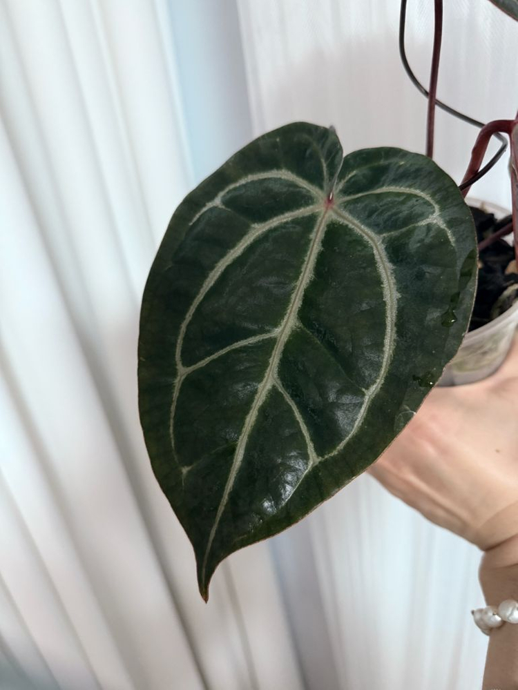 안스리움 레크/베쎄--1