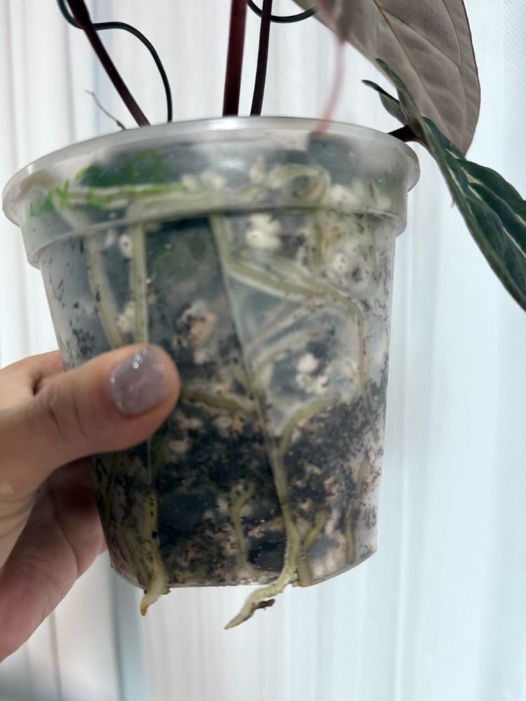 안스리움 레크/베쎄--3