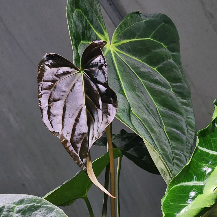 안스리움 파필하브 파필 다크폼--3