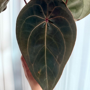 언스리움 에게티