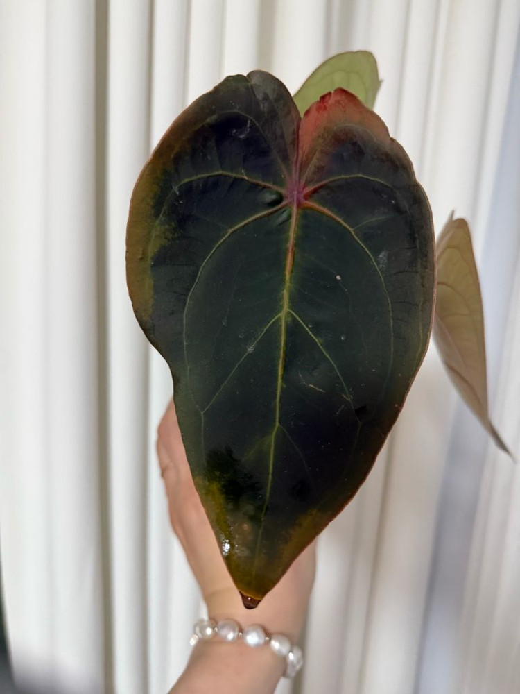 언스리움 에게티--1