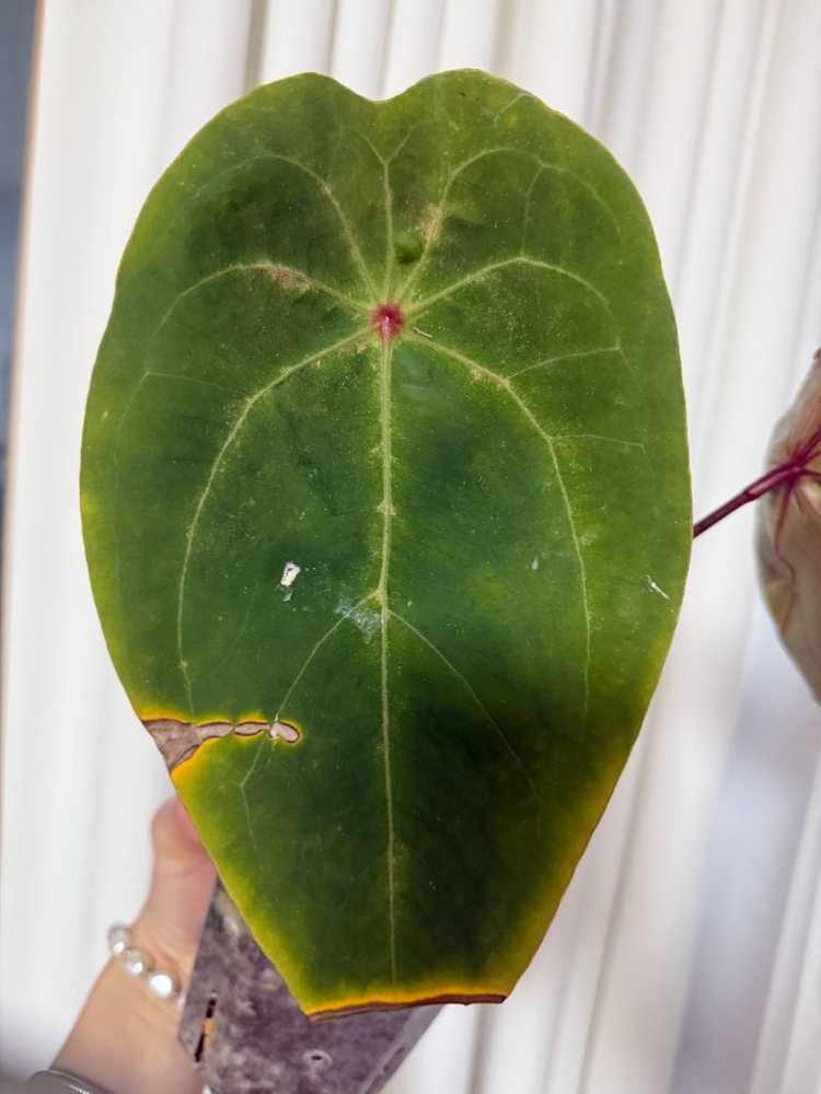 언스리움 에게티--2