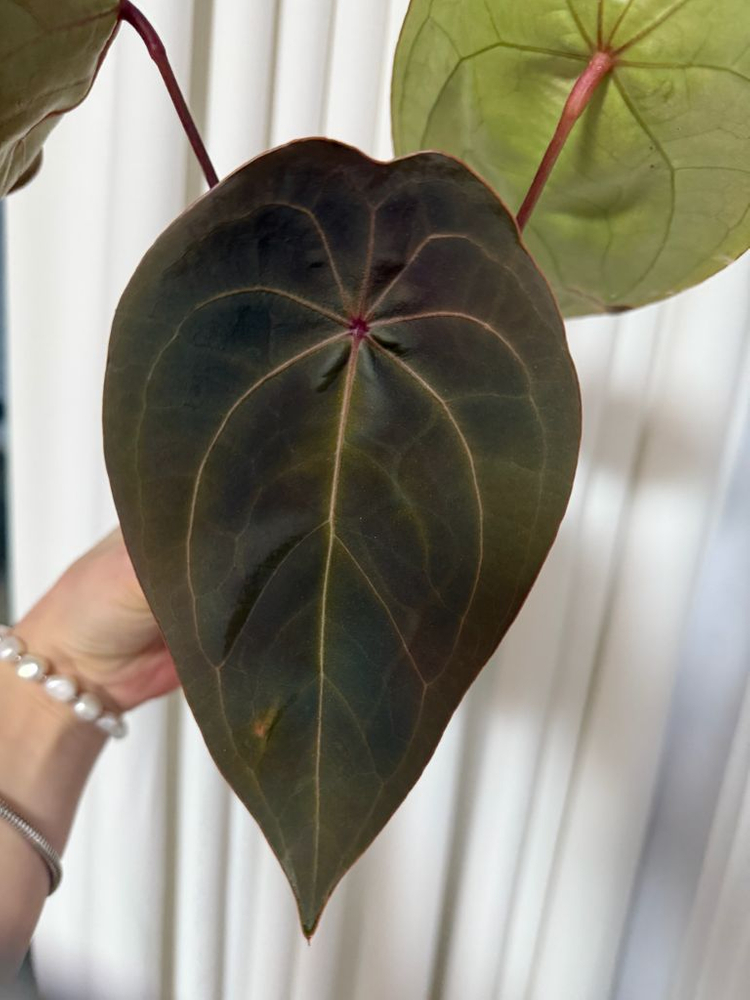 언스리움 에게티--3