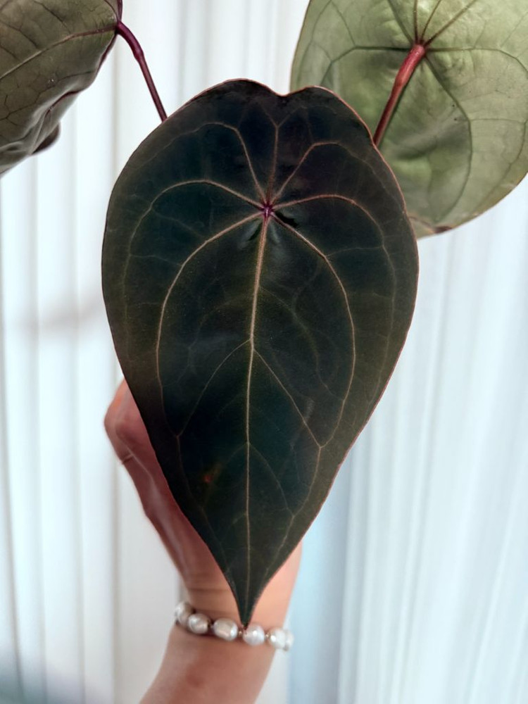 언스리움 에게티--4