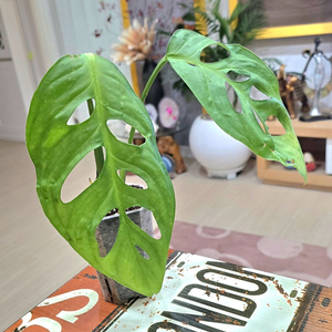 몬스테라 에스쿠엘레토