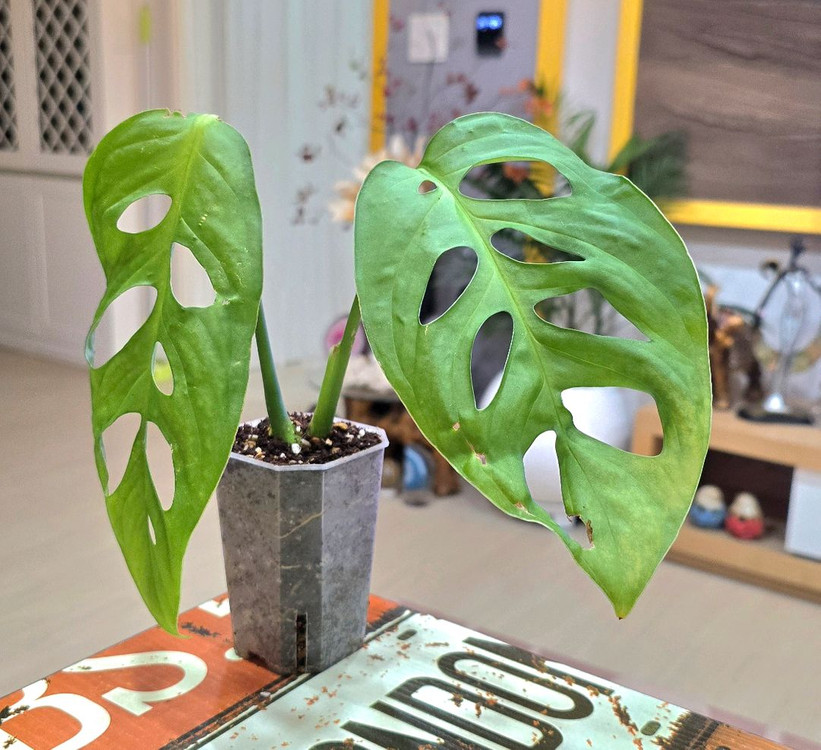 몬스테라 에스쿠엘레토--1