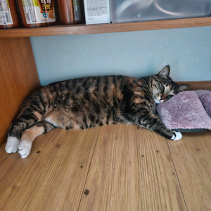 샤오미15.15t pro 삽니다