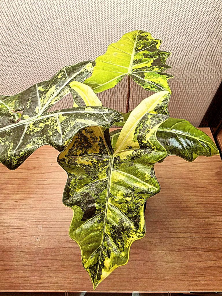 SS급 알로카시아 푸세이도 산데리아나 아우레아 분양--1