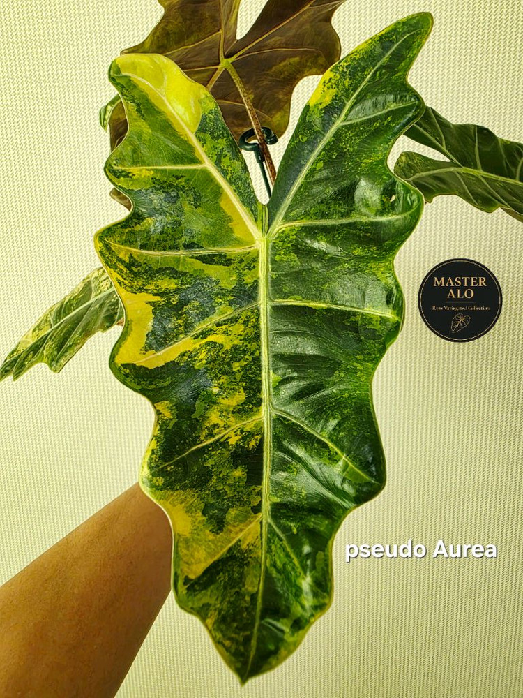 SS급 알로카시아 푸세이도 산데리아나 아우레아 분양--2